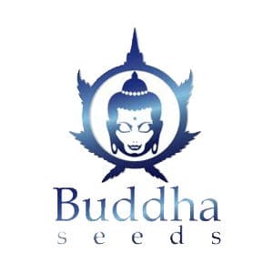 Seed City - 15% Off Buddha Seeds at Seed City