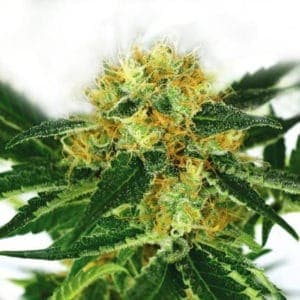 I Love Growing Marijuana - Buy 10 Get 10 Free Super Silver Haze