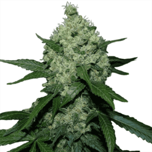 I Love Growing Marijuana - Buy 10 Seeds get 10 Free Super Skunk Feminized