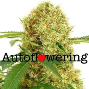 I Love Growing Marijuana - Buy 10 Get 10 Free White Widow Autoflowering