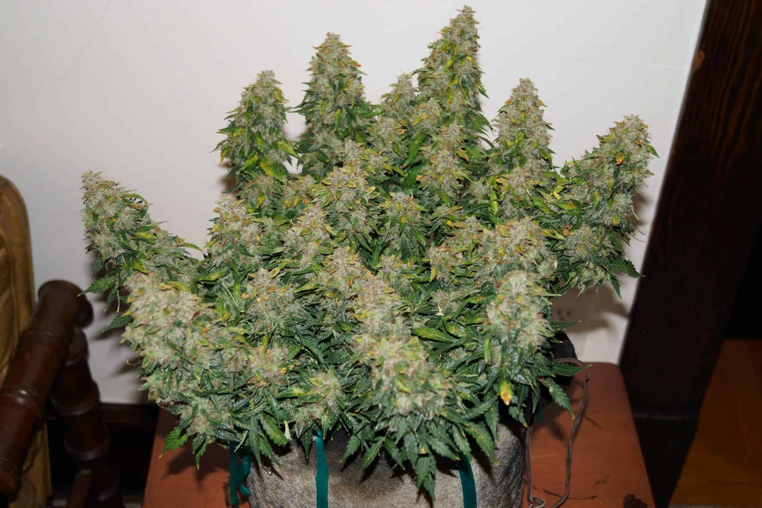 Autoflowering Cannabis PlantAutoflowering Cannabis Plant