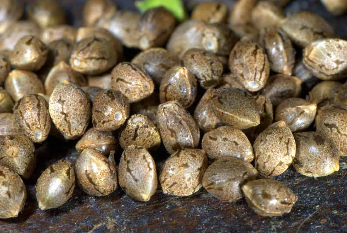 Autoflowering Seeds Cannabis