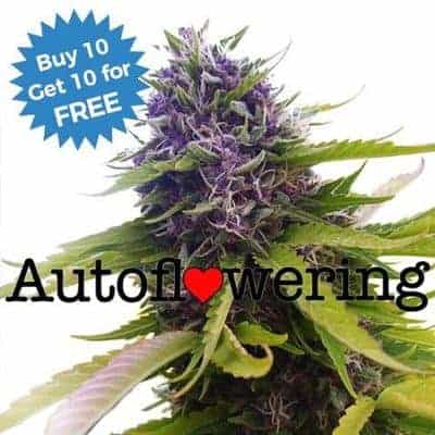 I Love Growing Marijuana - Buy 10 Get 10 Free Blueberry Autoflowering Seeds at ILGM