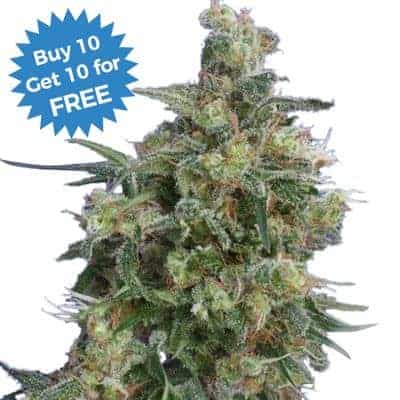I Love Growing Marijuana - Buy 10 Get 10 Free Bubba Kush Seeds at ILGM