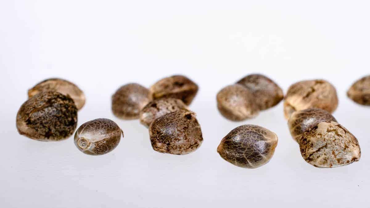 Cannabis Seeds Legality UK