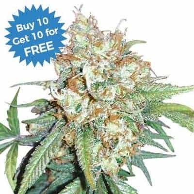 I Love Growing Marijuana - Buy 10 Get 10 Free Cherry Pie Fem Seeds ILGM
