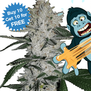 I Love Growing Marijuana - Buy 10 Get 10 Free on Gorilla Glue Seeds ILGM