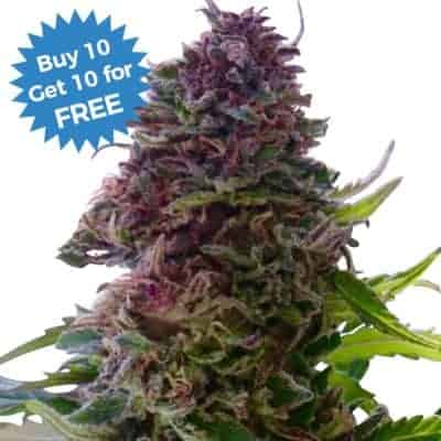 I Love Growing Marijuana - Buy 10 Get 10 Free – Grand Daddy Purple Fem Seeds