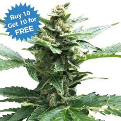 I Love Growing Marijuana - Buy 10 Get 10 Free Northern Lights Fem at ILGM