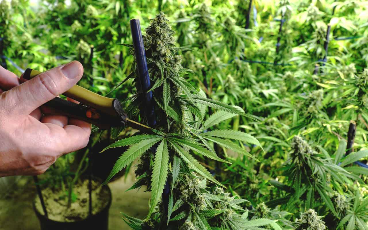 Female Cannabis Plant grown from feminized seeds