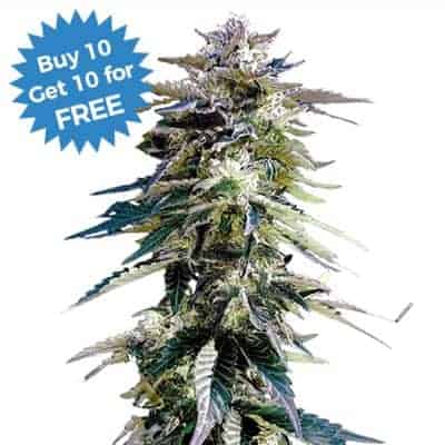 I Love Growing Marijuana - Buy 10 Get 10 Purple Haze Fems Free at ILGM