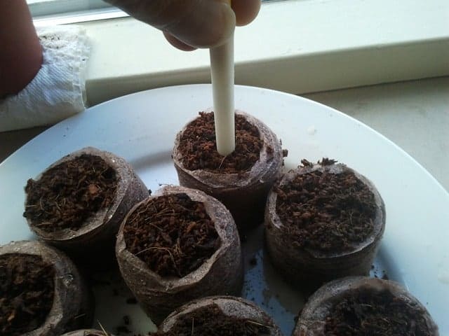 Germinating seeds with a compost plug