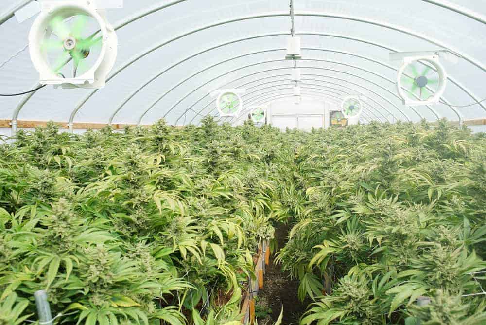 Fans in an indoor cannabis grow set up
