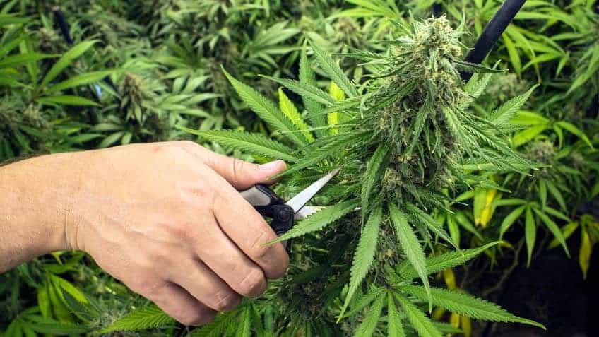 Harvesting a Cannabis Plant