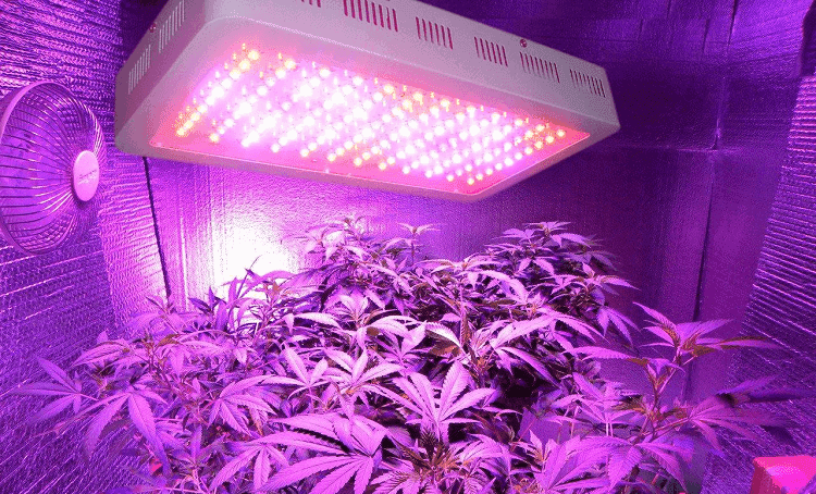 LED Grow light in a grow room.