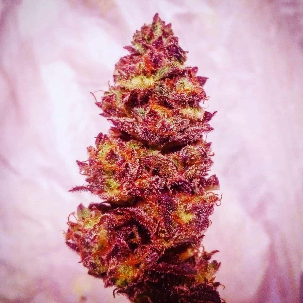 Well trimmed marijuana flower