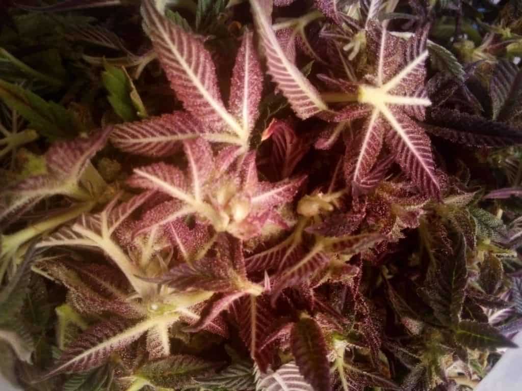 Cannabis plant Sugar leaves