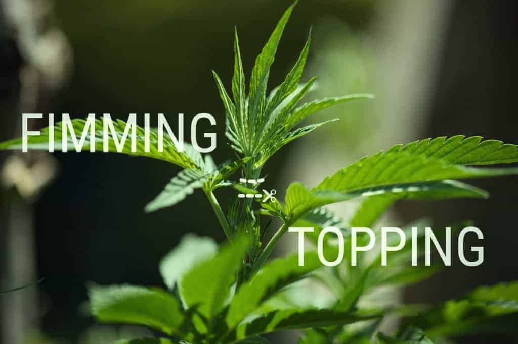 FIMMING Vs Topping