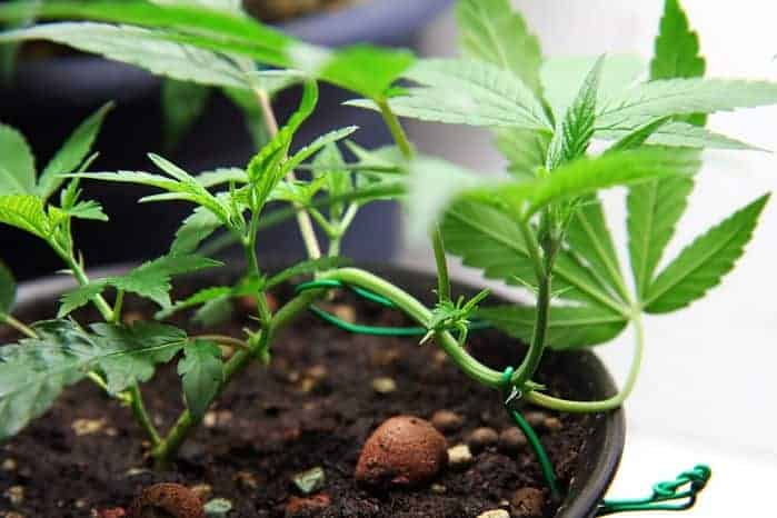 Low Stress Training Marijuana Plants