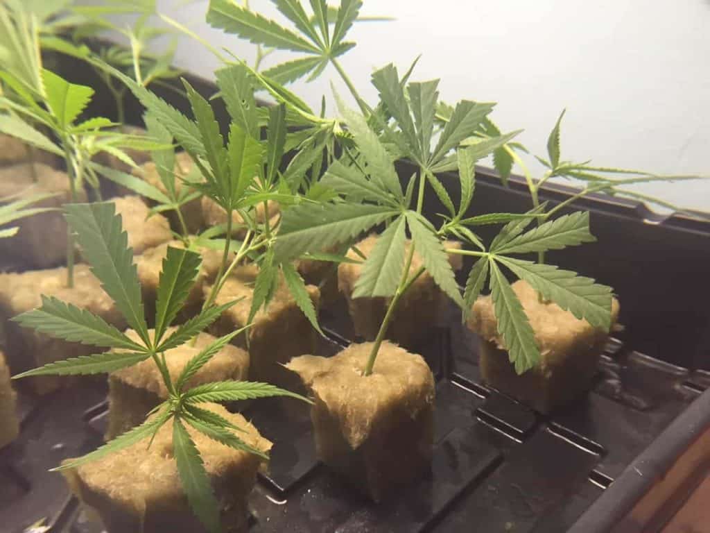 Clones from Monster Cropping