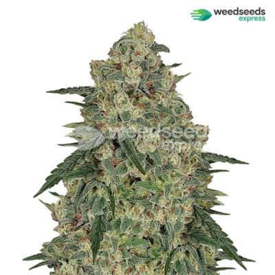 Weed Seeds Express - Chocolope – Buy 10 Get 10 Free