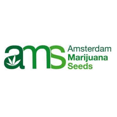 Amsterdam Marijuana Seeds Logo
