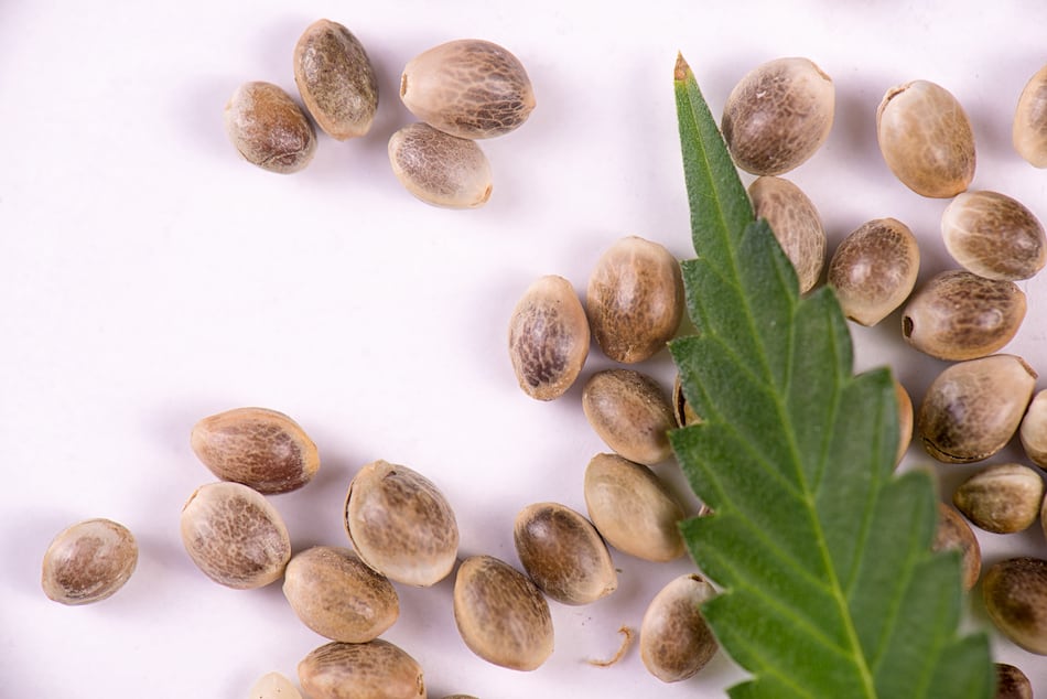 Cannabis seeds spread out underneath the edge of a cannabis leaf.